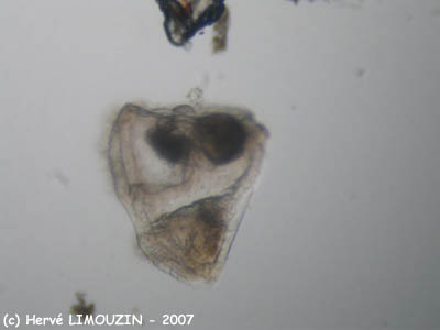 zoo_larve_cyphonaute_bryozoaire_5738