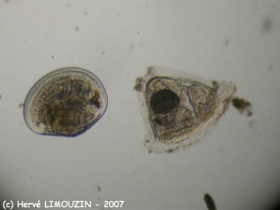 zoo_larve_cyphonaute_bryozoaire_6233
