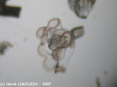 zoo_larve_mitraria_ver_polychete_5744