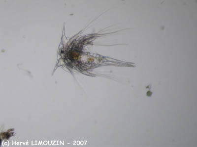zoo_larve_nauplius_balane_5598