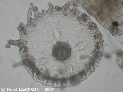 zoo_meduse_6285