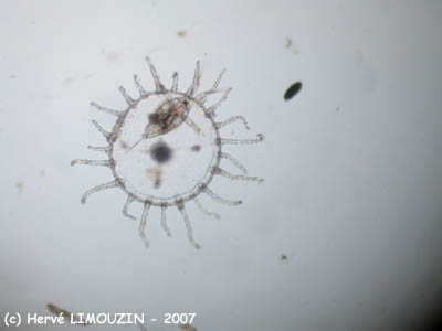 zoo_meduse_6312