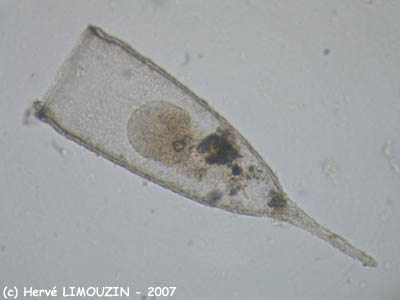 zoo_tintinnides_favella_sp_6295