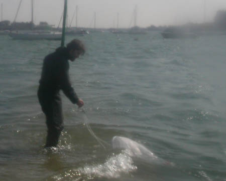 "Peche" au planton dans le Golfe du Morbihan...