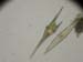 algue_dinoflagellee_ceriatum_sp_6236