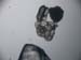 zoo_foraminifere_5787