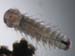 zoo_larve_ver_polychete_5640
