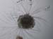 zoo_larve_ver_polychete_5641