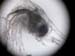 zoo_larve_zoe_crabe_5670
