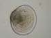 zoo_mollusque_bivalve_5679