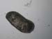 zoo_ostracode_5786