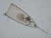 zoo_tintinnides_favella_sp_6295
